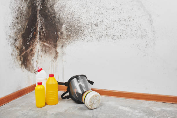 Best Industrial Mold Remediation in Kaukauna, WI