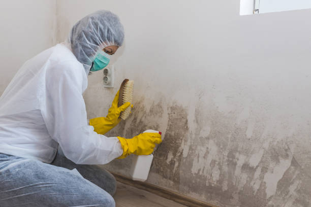 Best Black Mold Remediation in Kaukauna, WI