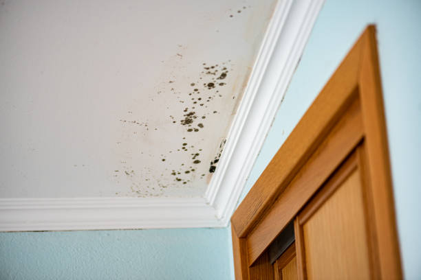 Best Bathroom Mold Remediation in Kaukauna, WI