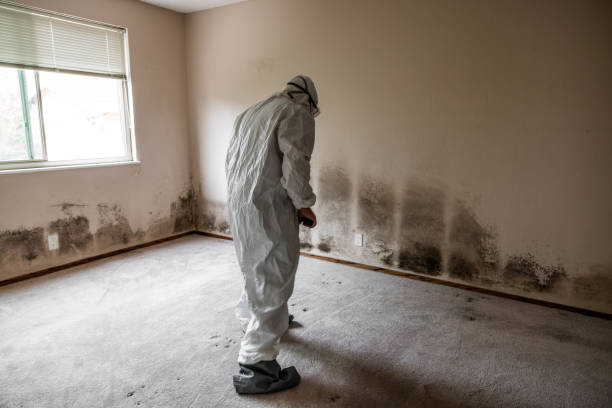 Best Basement Mold Remediation in Kaukauna, WI