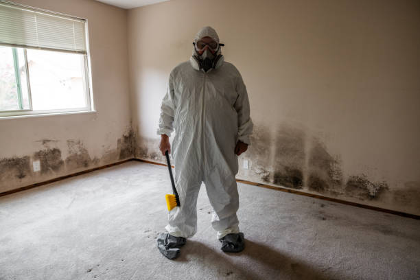 Best Black Mold Remediation in Kaukauna, WI