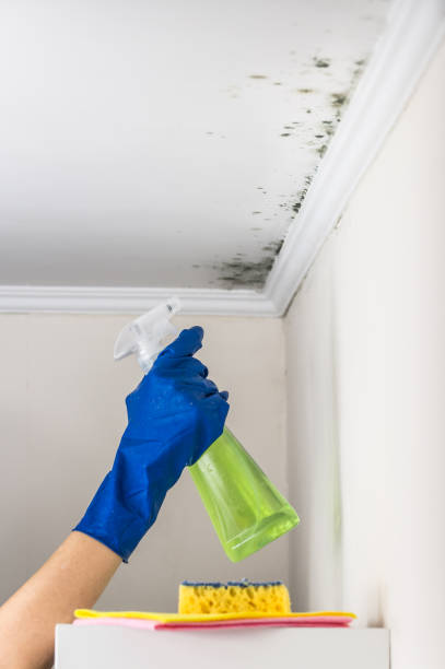 Best Attic Mold Remediation in Kaukauna, WI