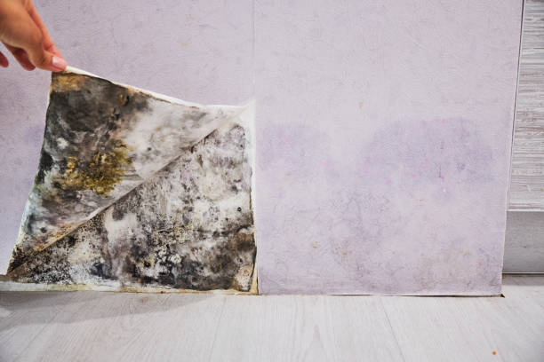 Best Attic Mold Remediation in Kaukauna, WI